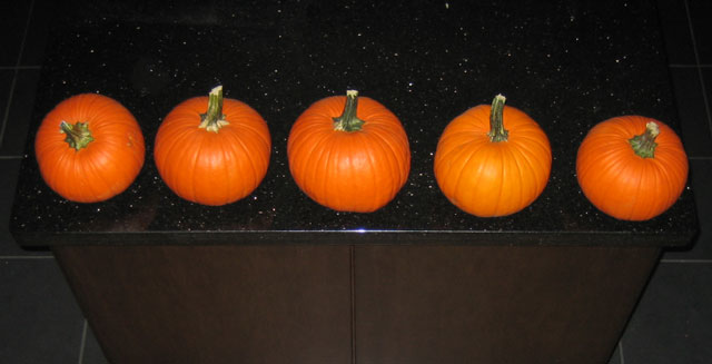 pumpkins