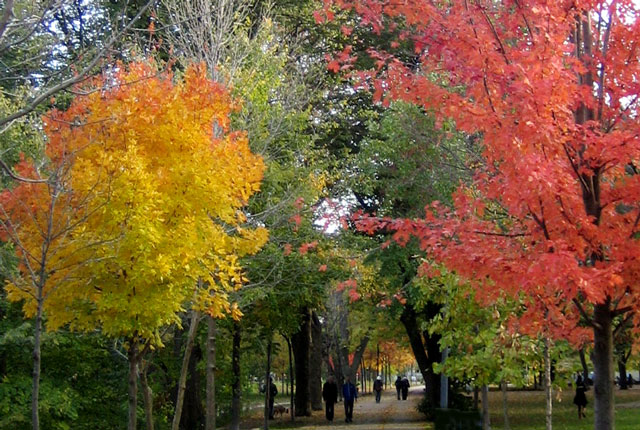 Trinity-Bellwoods-Park-7