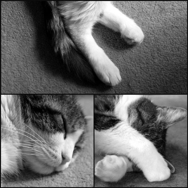 eddie-collage-02