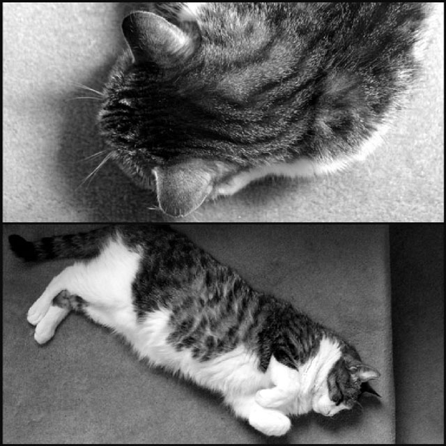 eddie-collage-03