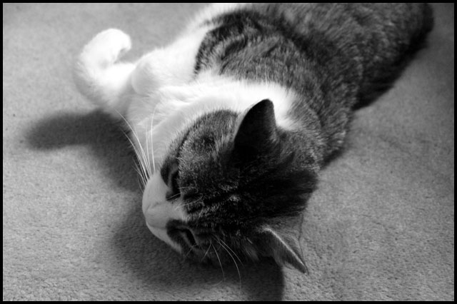 eddie-sleeping-08