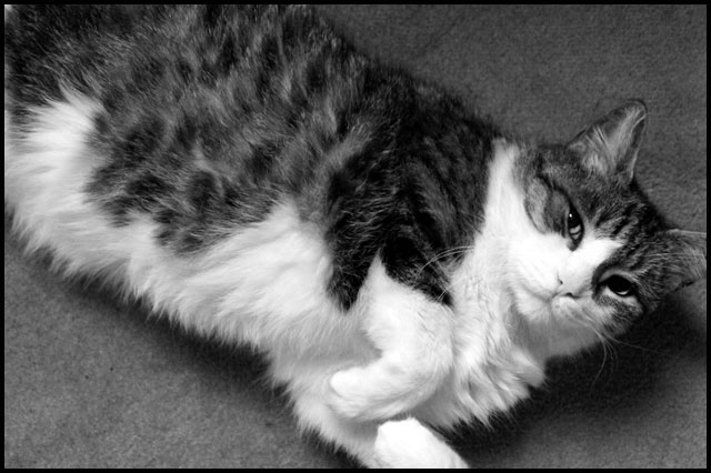 eddie-sleeping-13