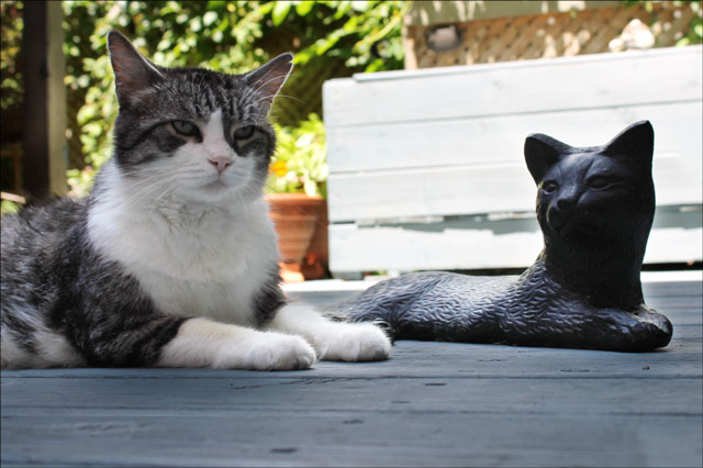 ed-with-cat-statue-09