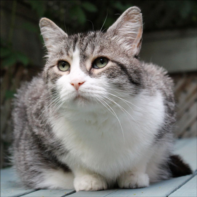 eddie-on-the-deck