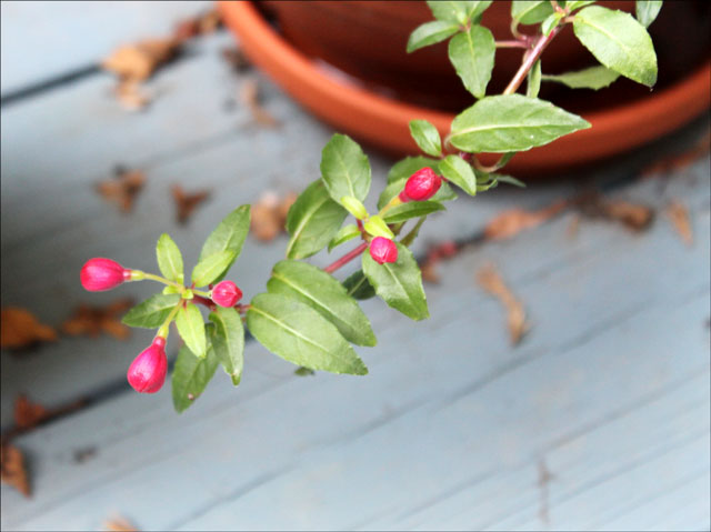 fuschia-second-flush