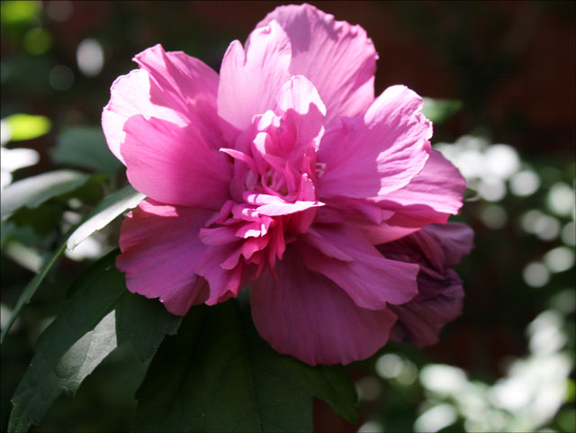 hibiscus