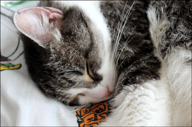 eddie-asleep