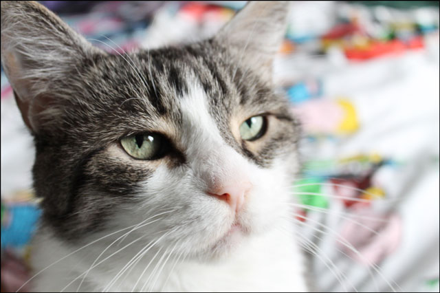 eddie-close-up-eye