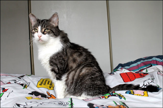 eddie-on-bed