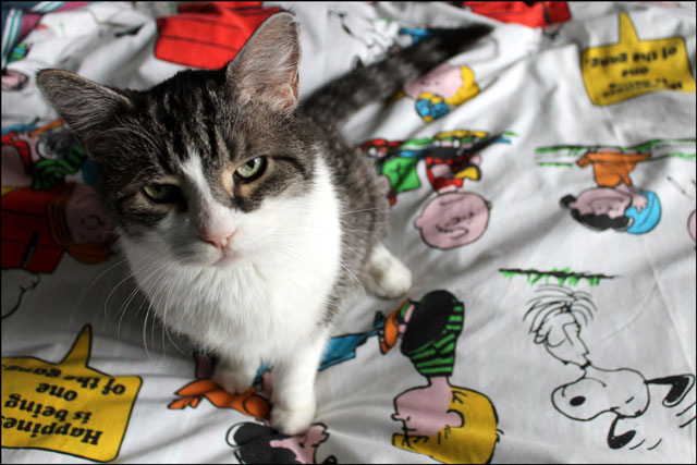eddie-on-charlie-brown-shee