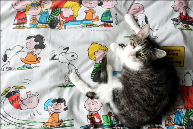 eddie-on-charlie-brown