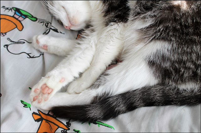 eddie-paw-pads