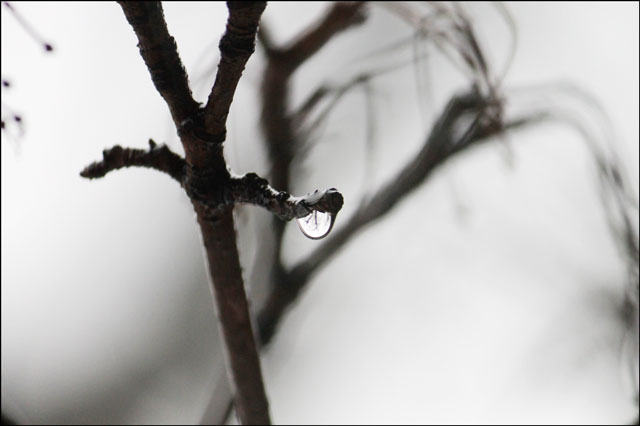 drop-on-branch
