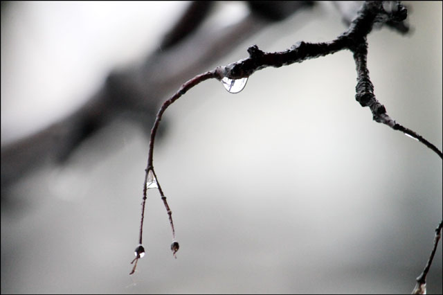 drops-on-branches