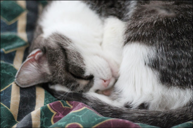ed-asleep-on-the-bed