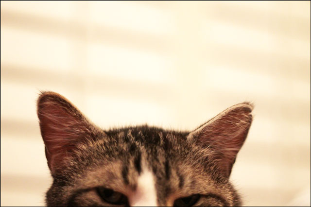 eddies-ears
