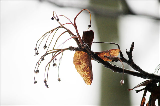 maple-key-in-the-winter