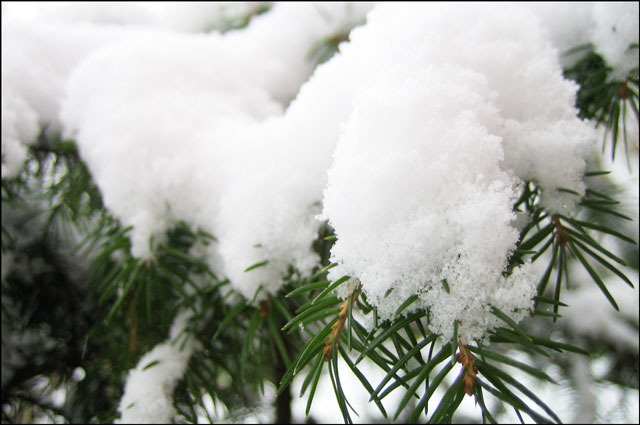 pine-tree-in-the-snow