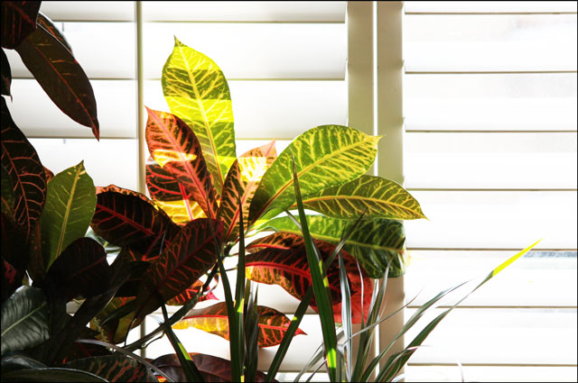 plants-in-the-window