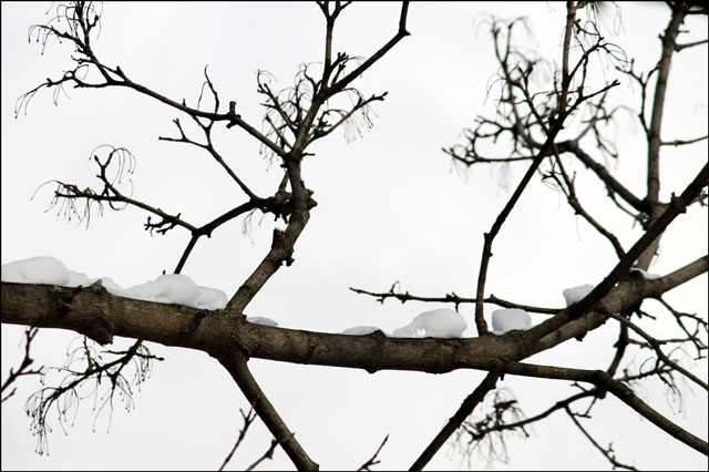 snow-in-branch