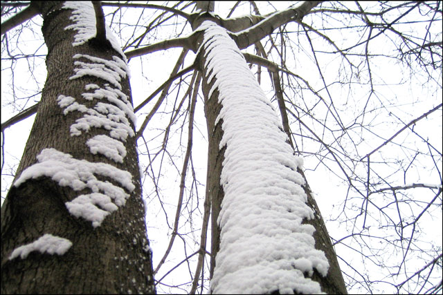 trees-in-the-snow
