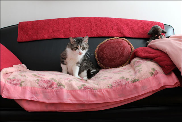 ed-on-pink-blanket-3