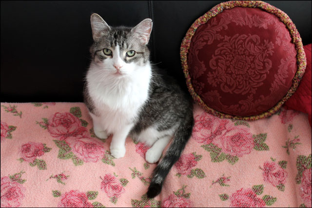 ed-on-pink-blanket-4