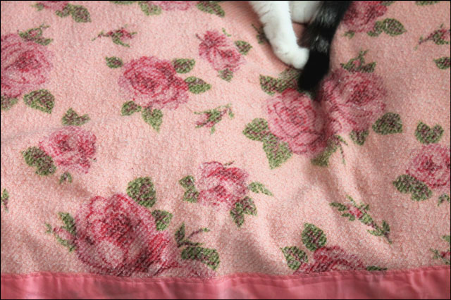 ed-on-pink-blanket
