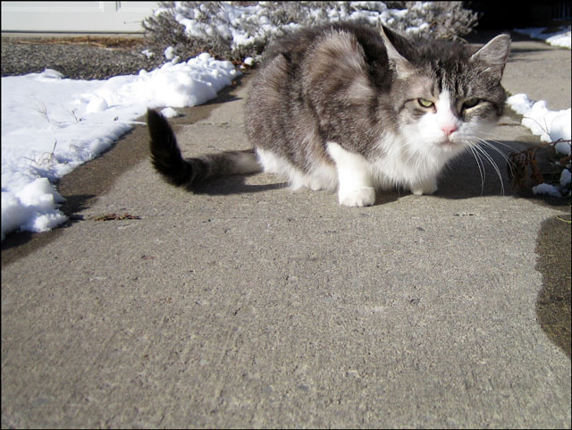 ed-on-sidewalk-on-snowy-day