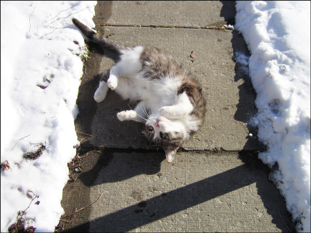 ed-rolling-on-sidewalk