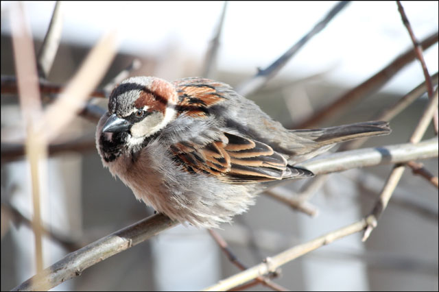 sparrow-02