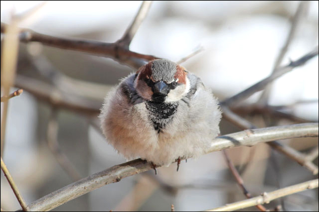 sparrow-03