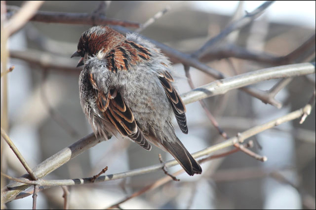 sparrow-04