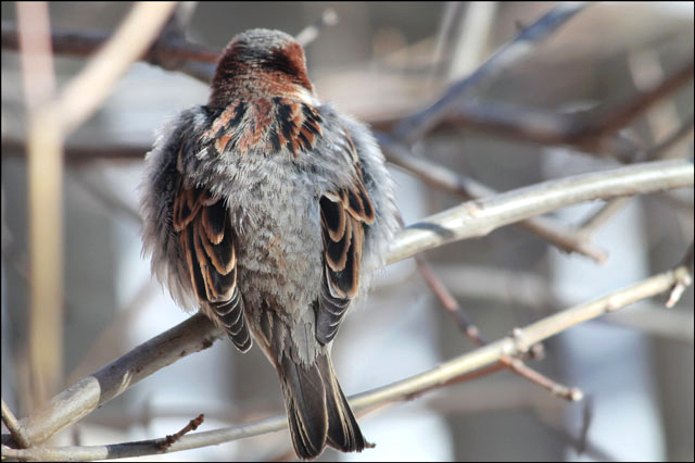 sparrow-06