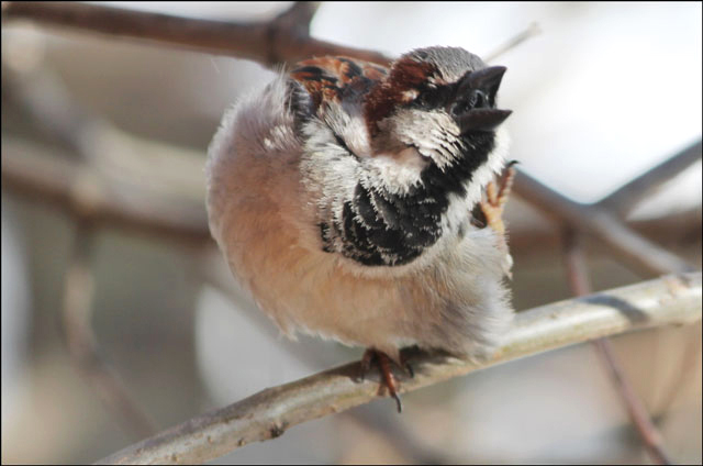 sparrow-07