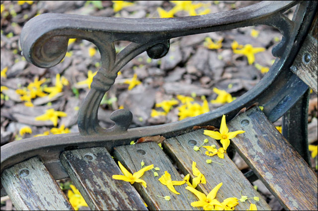 bench-with-forsythia