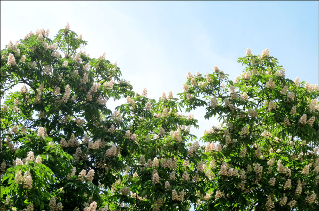 chestnut-tree-in-flower