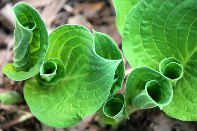 hosta-unfurling