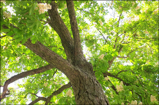 under-a-chestnut-tree