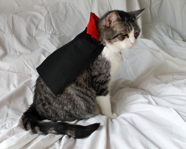 It’s Count Catula Eddie the Cat in a Costume Loulou Downtown