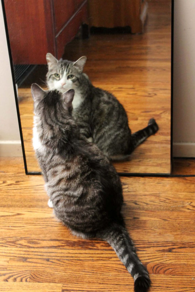 The Cat in the Mirror | Loulou Downtown