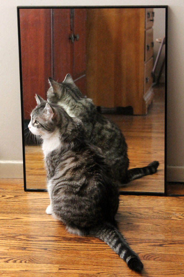 The Cat in the Mirror Loulou Downtown