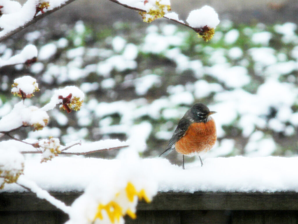 a robin in the snow toronto birds 1024x768